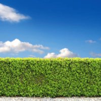 backyard bush fence - garden decoration stock pictures, royalty-free photos & images