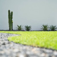 backyard cactus gardening. - garden decoration photos et images de collection