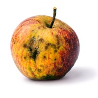 bad apple - food stock pictures, royalty-free photos & images