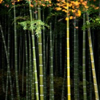 bamboo forest and maple leaves in autumn, kyoto, japan - garden decoration stock pictures, royalty-free photos & images