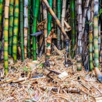 bamboo in a tropical garden - garden decoration stock pictures, royalty-free photos & images