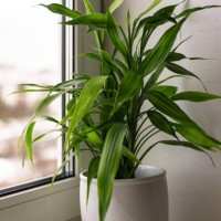 bamboo plant dracaena sanderiana in white flower pot on room window sill on blurred city natural background - garden decoration stock pictures, royalty-free photos & images