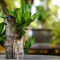 bamboo stalk with leaves - garden decoration stock pictures, royalty-free photos & images