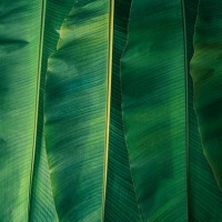 banana leaves are green nature. - home decoration stock pictures, royalty-free photos & images