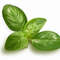 basil sprig - food stock pictures, royalty-free photos & images