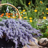basket of fresh cut lavender in the flower garden - garden decoration stock-fotos und bilder