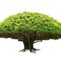 beautiful a banyan tree on white background. - garden decoration stock pictures, royalty-free photos & images