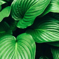 beautiful background with large green leaves. - garden decoration stock pictures, royalty-free photos & images