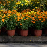 beautiful background with the brilliant daisy pots on the yard in my garden - garden decoration stock pictures, royalty-free photos & images