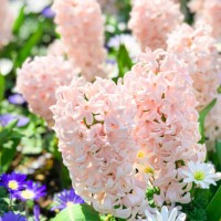 beautiful blooming bright fresh hyacinth flowers in the garden on sunny day.netherlands. - garden decoration stock pictures, royalty-free photos & images
