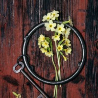beautiful bouquet of wild yellow cowslip or key flowers with rusty keychain and key on red dark wooden background. - garden decoration stock-fotos und bilder