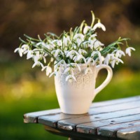 beautiful bouquet with white snowdrop wildflowers in a vintage ceramic cup. - garden decoration stock pictures, royalty-free photos & images