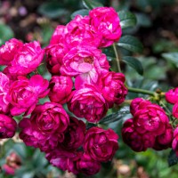 beautiful brunch of roses. - garden decoration stock pictures, royalty-free photos & images