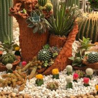 beautiful cactus garden in pattaya - colorful blooming cactus. - garden decoration stock pictures, royalty-free photos & images