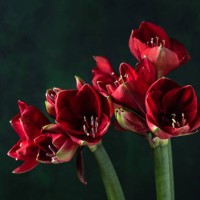 beautiful christmas red amaryllis flower blooms. - garden decoration stock pictures, royalty-free photos & images