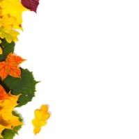 beautiful colorful autumn leaves isolated on white background - garden decoration stock pictures, royalty-free photos & images