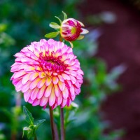 beautiful dahlia in the garden - garden decoration stock-fotos und bilder