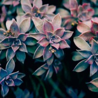 beautiful echeveria succulents in purple, green and blue tones top view. natural background - garden decoration stock pictures, royalty-free photos & images
