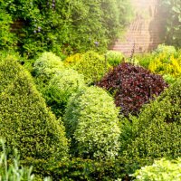 beautiful evergreen topiary shaped shrubs in an english garden border in soft sunshine - garden decoration stock pictures, royalty-free photos & images