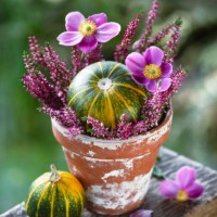 beautiful florist arrangement with small decorative pumpkins in dark green and yellow and purple heather, fall-blooming anemone flowers in a rustic ceramic flowerpot. - garden decoration stock pictures, royalty-free photos & 