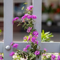 beautiful flower on the home fence - garden decoration stock pictures, royalty-free photos & images