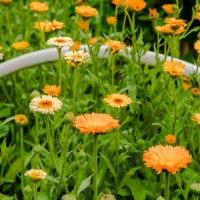 beautiful flowers blooming in a summer garden - garden decoration stock pictures, royalty-free photos & images