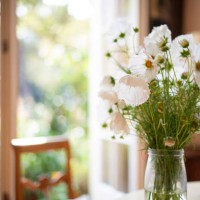 beautiful flowers in a mason jar for a vase: cosmos 'cupcake' - home decoration stock pictures, royalty-free photos & images
