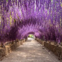 beautiful flowers tunnel made by artificial wisteria flowers. - garden decoration stock pictures, royalty-free photos & images