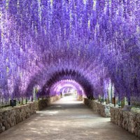 beautiful flowers tunnel made by wisteria flowers. - garden decoration stock pictures, royalty-free photos & images