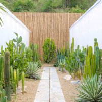 beautiful garden with cactus in house plants. - garden decoration stock pictures, royalty-free photos & images