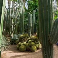 beautiful garden with giant cactus plant. - garden decoration stock pictures, royalty-free photos & images