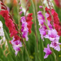 beautiful gladioli in many different colors on a field of flowers - garden decoration stock pictures, royalty-free photos & images