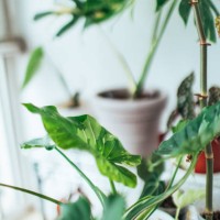 beautiful houseplant - garden decoration stock pictures, royalty-free photos & images