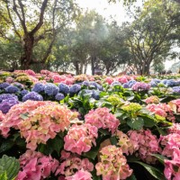 beautiful hydrangea flowers blooming in the garden. - garden decoration stock pictures, royalty-free photos & images