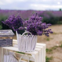 beautiful lavender bouquet in a white wicker basket on white wooden bench bunch of aroma violets lavender flower lavender flowers in design white basket for spa aroma therapy,romania - garden decoration stock pictures, royalt