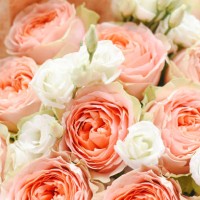beautiful light rose flowers with eustoma. - garden decoration stock pictures, royalty-free photos & images