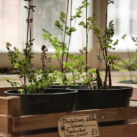 beautiful old vintage english countryside garden potting shed in - garden decoration stock pictures, royalty-free photos & images