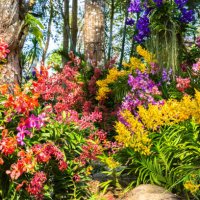 beautiful orchid garden, chanthaburi. - garden decoration stock pictures, royalty-free photos & images