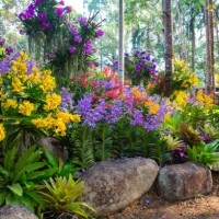 beautiful orchid garden in ruk - lueng - chant : floral festival at khitchakut district, chanthaburi. - garden decoration stock pictures, royalty-free photos & images