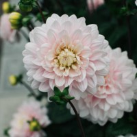 beautiful pale pink dahlia in a garden in sweden - garden decoration stock pictures, royalty-free photos & images