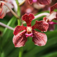 beautiful papilionanda mimi palmer pink orchids - garden decoration stock pictures, royalty-free photos & images
