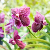 beautiful pink color orchid flowers in garden with sunlight. - garden decoration stock pictures, royalty-free photos & images