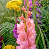 beautiful pink gladioli flowers in an english garden summer border - garden decoration stock pictures, royalty-free photos & images