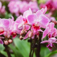 beautiful pink orchid flowers close up. selection of plants for decorating rooms. exotic flowers - garden decoration stock pictures, royalty-free photos & images