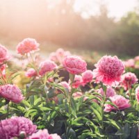 beautiful pink peony flowers in the summer garden in sunny day, floral background - garden decoration stock pictures, royalty-free photos & images