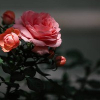 beautiful pink rose flowers against blurred grey background - garden decoration stock pictures, royalty-free photos & images