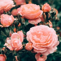 beautiful pink roses in bloom during springtime garden. - garden decoration stock pictures, royalty-free photos & images