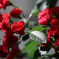 beautiful red rose flowers against blurred grey background - garden decoration stock pictures, royalty-free photos & images