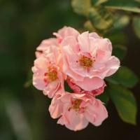 beautiful roses in nature, pink color tone flowers. - garden decoration stock pictures, royalty-free photos & images