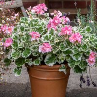 beautiful, summer planted terracotta pots with soft pink geraniums, pelargoniums - garden decoration stock pictures, royalty-free photos & images